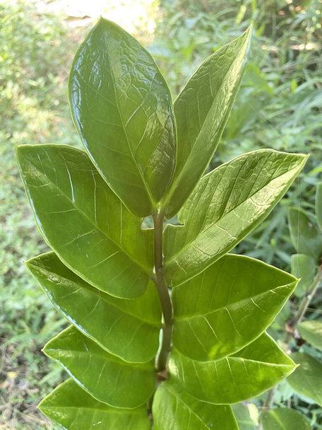 πράσινα φύλλα πολύτιμων λίθων Zanziber ενός φυτού στον κήπο - Φωτογραφία, εικόνα