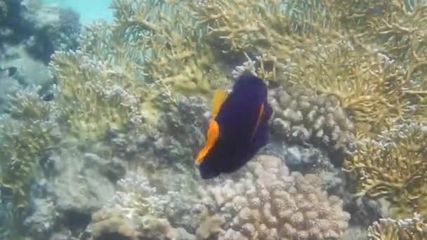 pequeno único peixe tang yellowtail nada na água do mar clara no Egito - Filmagem, Vídeo
