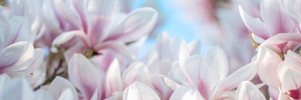 Beau magnolia rose clair avec des fleurs en fleurs pendant le printemps dans le jardin anglais, Royaume-Uni. Printemps fond floral - Photo, image