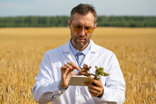Photo of a scientist in a wheat field checking the condition of the crop and entering the data into a tablet pc. Research in the field of genetically modified foods and plants. - Photo, Image