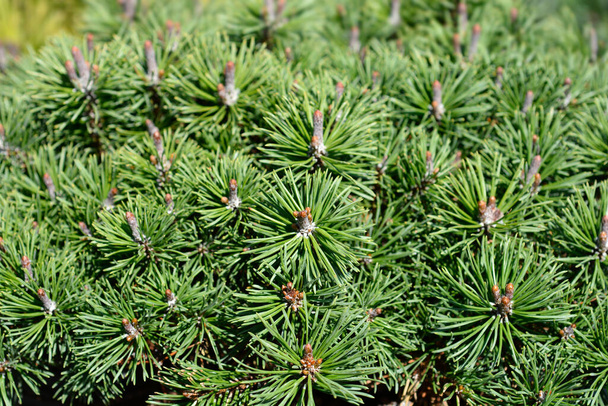 Dwarf mountain pine Mops - Латинское название - Pinus mugo Mops - Фото, изображение