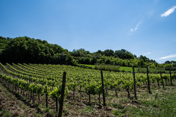 italská státní zastupitelství vinice kopce - Fotografie, Obrázek