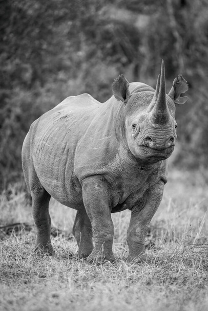 Mono black rhino eyeing camera on grass - Photo, Image