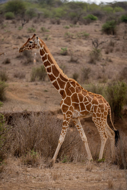 Витиснутий жираф перетинає саван через сухі кущі
 - Фото, зображення