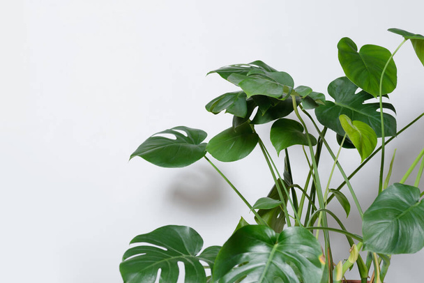 Close up shot of a Monstera plant on a white background. - Fotó, kép