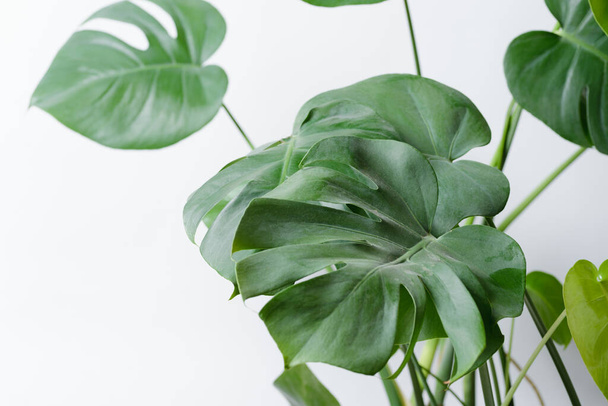 Close up shot of a Monstera plant on a white background. - Zdjęcie, obraz
