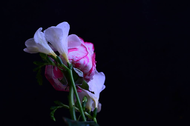 rosa rosada hermosa con las flores blancas de la orquídea sobre fondo oscuro - Foto, Imagen