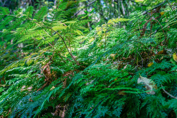 Fern covering forest floor closeup in New Zealand rain forest. - Φωτογραφία, εικόνα