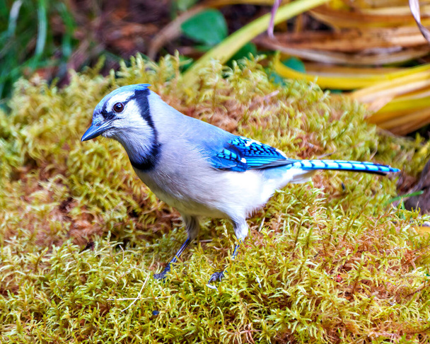 Blue Jay крупным планом, стоящим на мху с размытым фоном листвы в лесной среде и среде обитания, окружающей с голубыми перьями оперения крыльев. Фото Джея. Портрет. - Фото, изображение