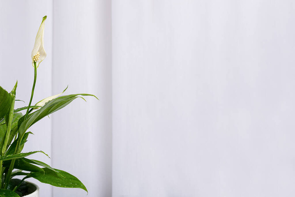 una gemma bianca aperta di Spathiphyllum sullo sfondo di tende grigio chiaro in un interno domestico - Foto, immagini
