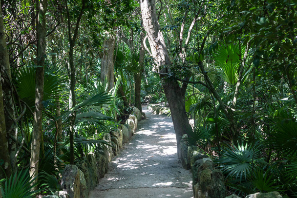 Mooie en weelderige paden door de vegetatie van een tropische jungle van het Xcaret park in de Maya Rivièra in Mexico, dit is een ideale plek om op vakantie te gaan. - Foto, afbeelding