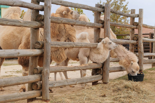 Οικογένεια από λευκές καμήλες τρώνε σανό στο ζωολογικό κήπο, από κοντά. Διατήρηση άγριων ζώων σε ζωολογικούς κήπους. - Φωτογραφία, εικόνα