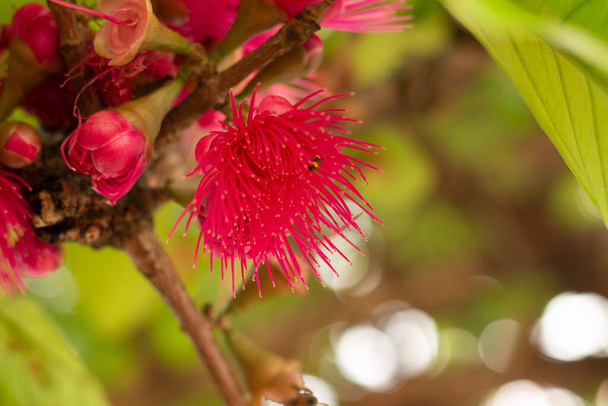 jambo květiny na stromě - Fotografie, Obrázek