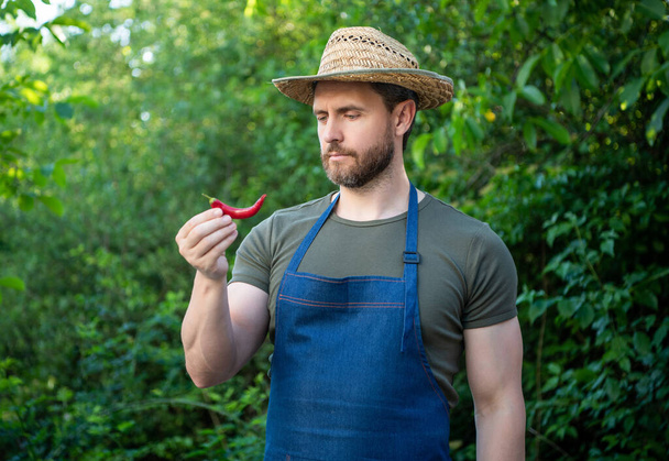farmer man in straw hat with chili pepper vegetable. - Fotó, kép