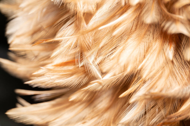 Les plumes de poulet sont attachées dans une plume en bois pour le nettoyage. Belles plumes abstraites et texture de plume jaune doux.  - Photo, image