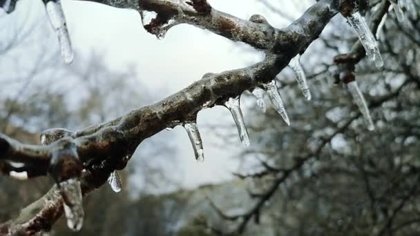 Ветви куста покрыты льдом после дождя в мороз зимой крупным планом. Замороженные растения. После ледяного дождя. Ледяной дождь. замороженные капли дождя, холодные, ледяные, ледяные, морозные. Естественное явление. Естественный фон - Кадры, видео