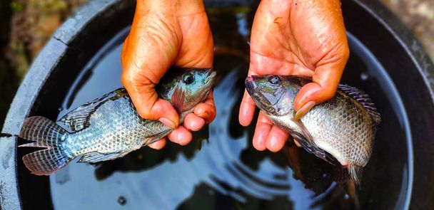 Ikan mujair, tilapia fish or Oreochromis mossambicus which are quite large, even almost larger than the size of an adult's hand. - Photo, Image