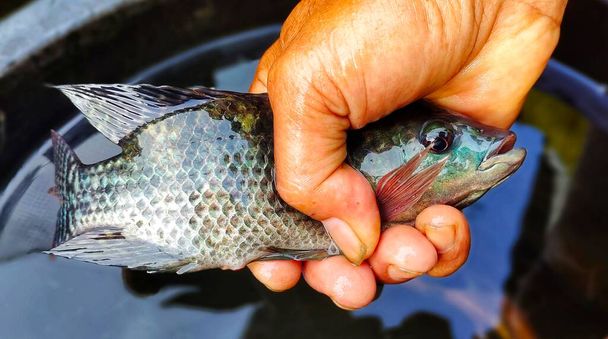 Ikan mujair, tilapia fish or Oreochromis mossambicus which are quite large, even almost larger than the size of an adult's hand. - Photo, Image
