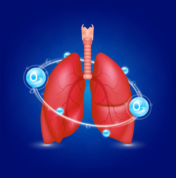 Egészséges tüdő anatómia és oxigén gyűrű körül. Orvosi étrend-kiegészítő fogalmak. 3D Realisztikus vektor EPS10. - Vektor, kép