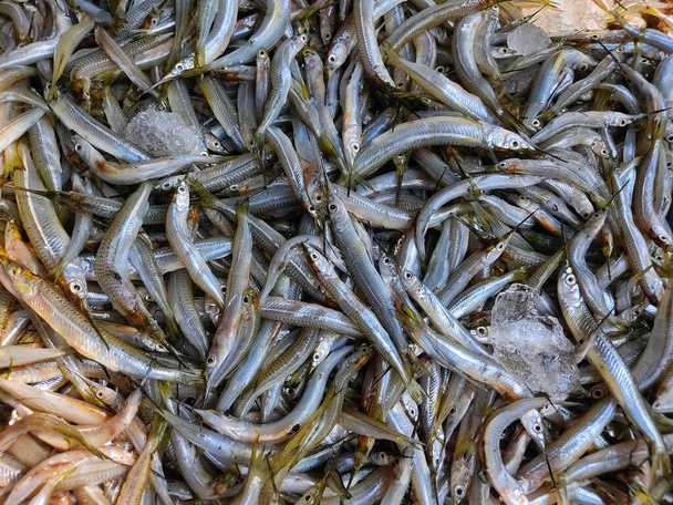 pila de peces de aguja halfbeak strogylura spipe en la tienda de pescado indio - Foto, Imagen
