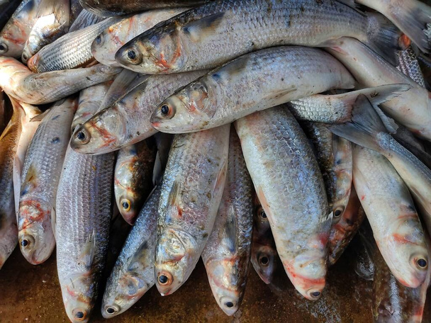 montón de peces salmonete mugil cephalus pescado en el mercado de pescado - Foto, Imagen