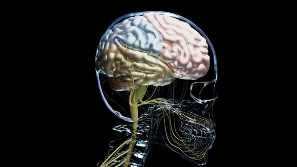 Human brain nervous system anatomy, sections are separated by colored spots, medical diagram with parasympathetic and sympathetic nerves. medically accurate, Central organ, 3d render - Photo, Image