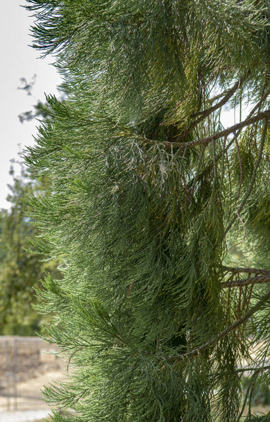 Гігантські секвойя зелені листя і гілки. Sequoiadendron giganteum або голки Сьєрра-Редвуд. Закрийся. Деталь. - Фото, зображення