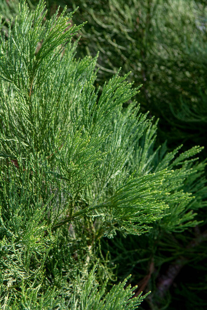Гігантські секвойя зелені листя і гілки. Sequoiadendron giganteum або голки Сьєрра-Редвуд. Закрийся. Деталь. - Фото, зображення