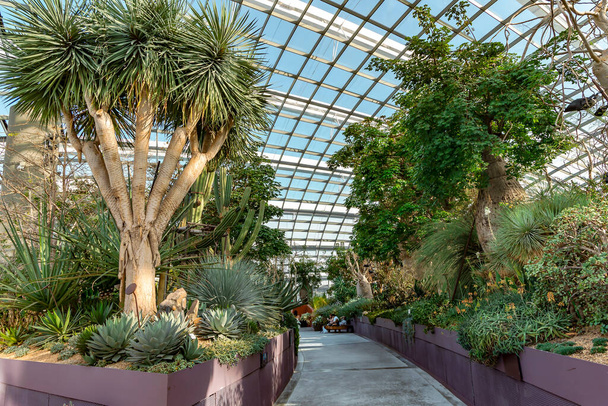 Sudeste Asiático, Singapur, Noviembre de 2022: Jardín suculento en Flower Dome con techo de cristal de Gardens by the Bay con muchas especies de cactus en Singapur - Foto, Imagen