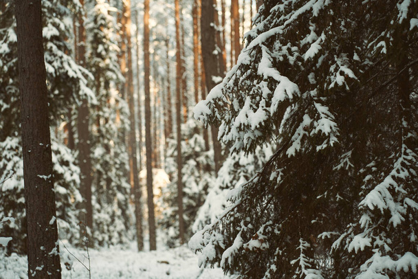 Прекрасная зимняя панорама. Пейзаж сосновых деревьев покрыт свежим снегом. Сосны, покрытые снегом в морозный вечер. - Фото, изображение