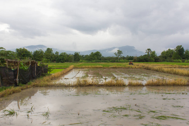 trattore in risaia, Meccanismo coltivatore di riso  - Foto, immagini