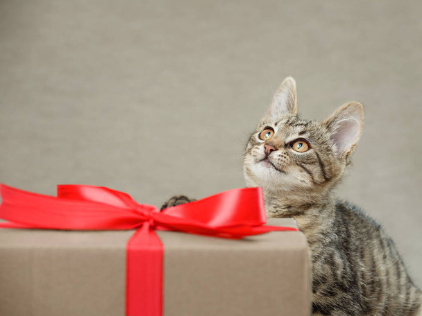 Funny tabby kitten looks in the direction of the copy space and gift box with ribbon. Studio shot. - Фото, изображение