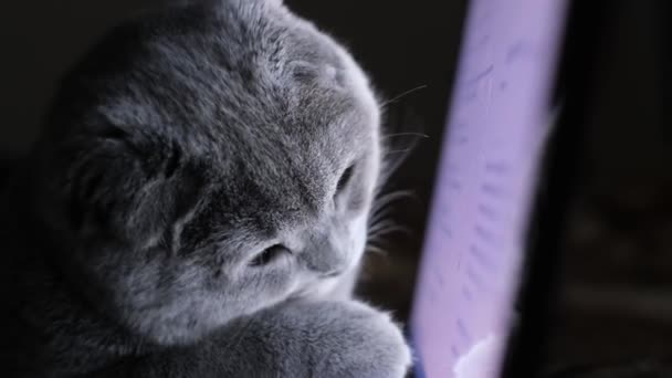 Шотландская тэбби-кошка смотрит на ноутбук и камеру. Серый кот работает за компьютером. Медленное движение. 4k видео - Кадры, видео