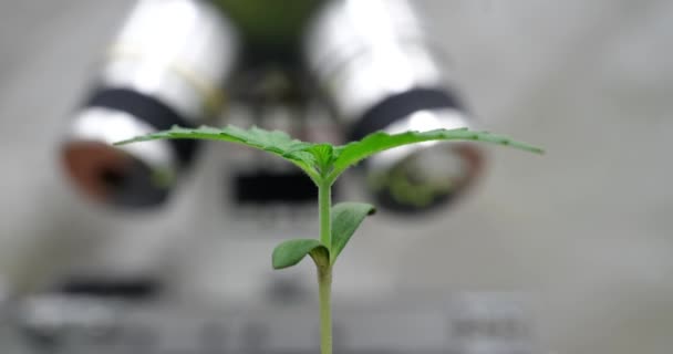 Crescendo brotos verdes em laboratório e brotos de grãos brotaram hiperlapso. Pequeno broto verde cresce em frasco de vidro no solo - Filmagem, Vídeo