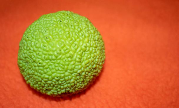 Φόντο φρούτων Maclura Pomifera. Μήλο του Αδάμ για ιατρική χρήση.  - Φωτογραφία, εικόνα