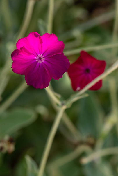 Twee bloemen van de roos campion, silene coronaria, de linker scherp op de voorgrond, de rechter wazig op de achtergrond, ondiepe scherptediepte, selectieve focus - Foto, afbeelding