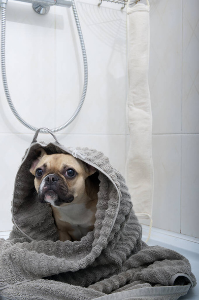 Purebred donkergezicht franse bulldog puppy verpakt in zachte handdoek zitten in marmeren betegelde douchecabine ontspannen na het douchen drogen in spa kamer - Foto, afbeelding