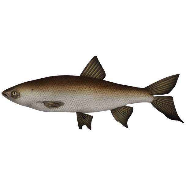 Brown Vintage Fish Variant 2 Digital Art By Winters860 Isolated, Transparent Background - Foto, afbeelding