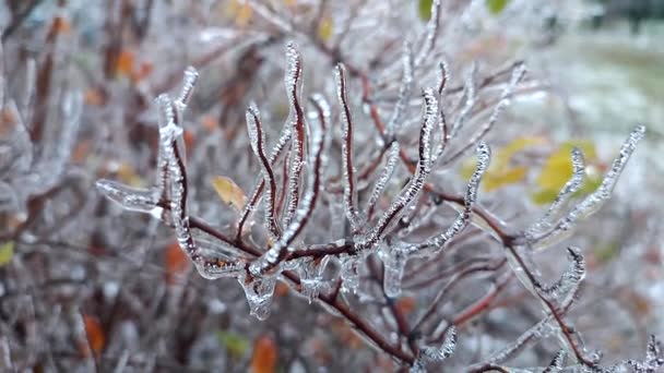 Branches of bush covered with ice after rain in frost in winter close-up. Frozen plants. After icy rain. Freezing rain. Winter, wintry, cold, ice, icy, frosty. A natural phenomenon. Natural background - Footage, Video