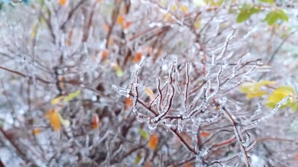 Bokorágak jéggel borítva eső után fagyban télen közelkép. Fagyasztott növények. Jeges eső után. Jégeső. Tél, tél, hideg, jég, jég, fagyos. Egy természeti jelenség. Természetes háttér - Felvétel, videó