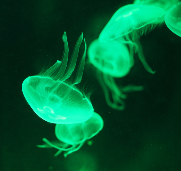 Meduza w zielone światło - Zdjęcie, obraz
