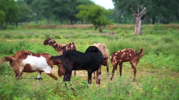 Geiten gaan op zoek naar hun voedsel, een kudde geiten die grazen op groene weiden - Video