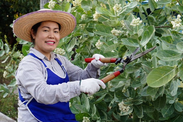 Mulher asiática usa uma grande tesoura para aparar arbusto no jardim. Conceito, Hobby, passatempo, trabalhar na natureza ajudam a relaxar. Bom para a saúde mental               - Foto, Imagem