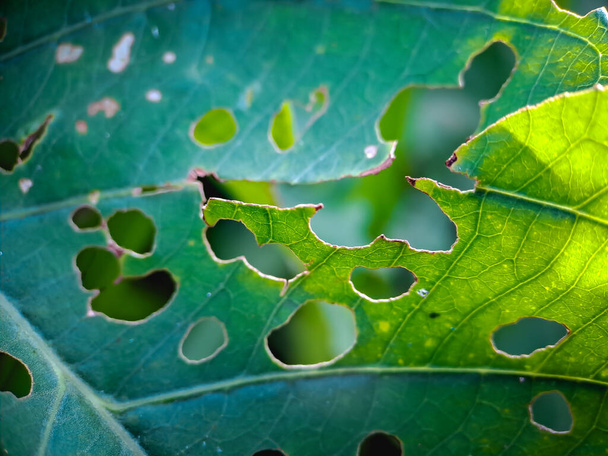 зеленые листья с отверстиями, потому что они съедены вредителями и жуками фон зеленый размытие. - Фото, изображение