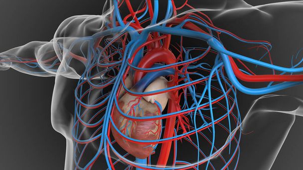 Anatomía del sistema circulatorio del corazón humano para el concepto médico Ilustración 3D - Foto, imagen