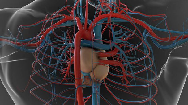 Анатомия сердечно-сосудистой системы человека для медицинской концепции 3D Иллюстрация - Фото, изображение