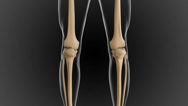 Le squelette osseux est divisé en 2 parties squelette axial et squelette appendiculaire illustration 3D - Photo, image