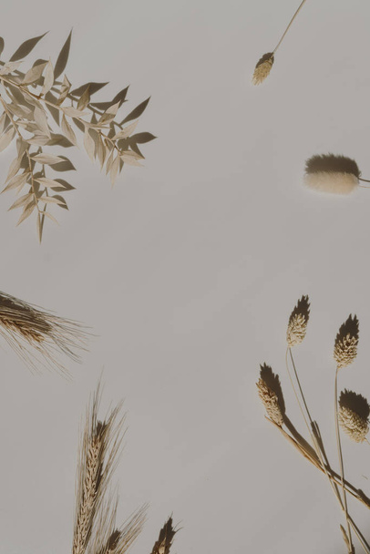 Esthetische minimale bloemsamenstelling. Blanco kader van tarwe, rogge oren, konijn staart gras stengels op warm bruin witte achtergrond. Creatieve levensstijl, zomer, lente concept. Kopieerruimte, vlakke lay, bovenaanzicht - Foto, afbeelding