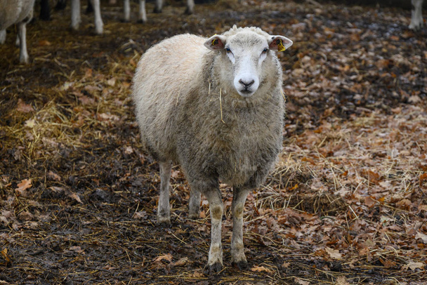 冬には牧草地に羊を飼い - 写真・画像