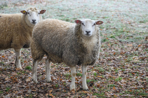 pecore su un prato in inverno - Foto, immagini